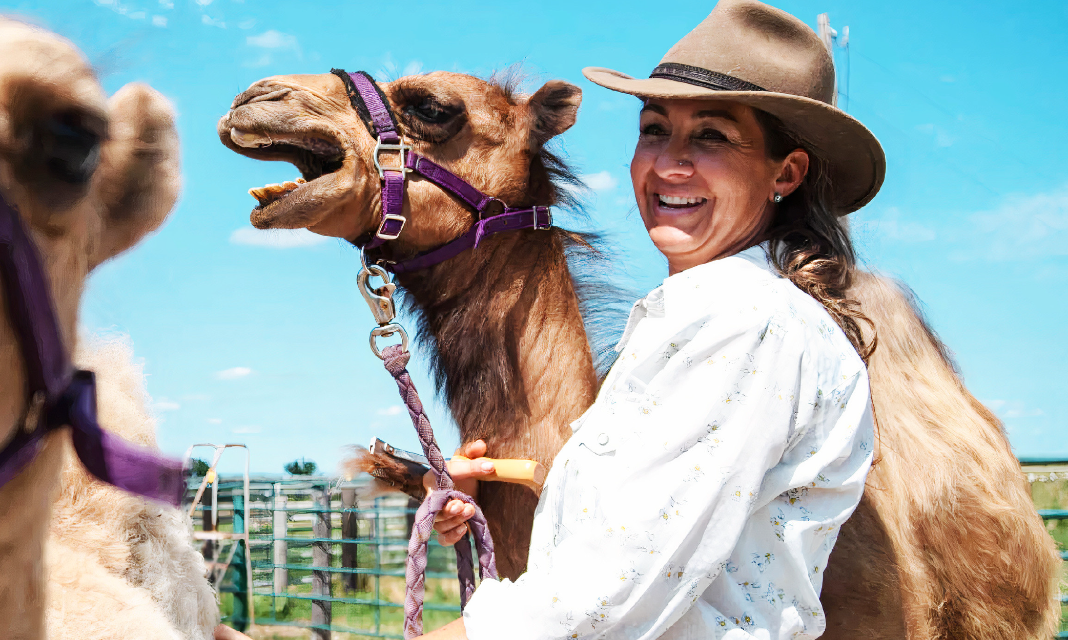 Camel Farms in America